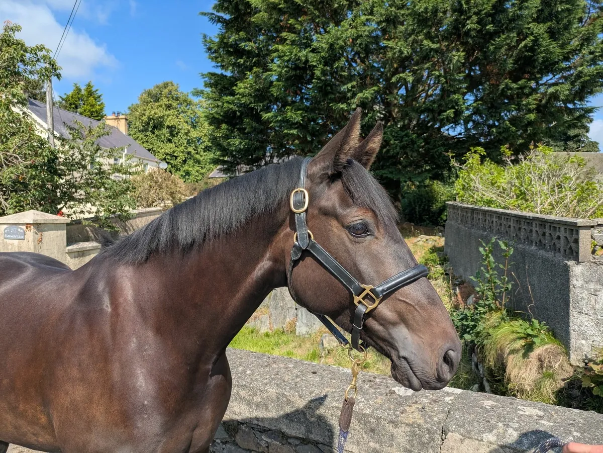 4 year old Irish sport horse mare - Image 3