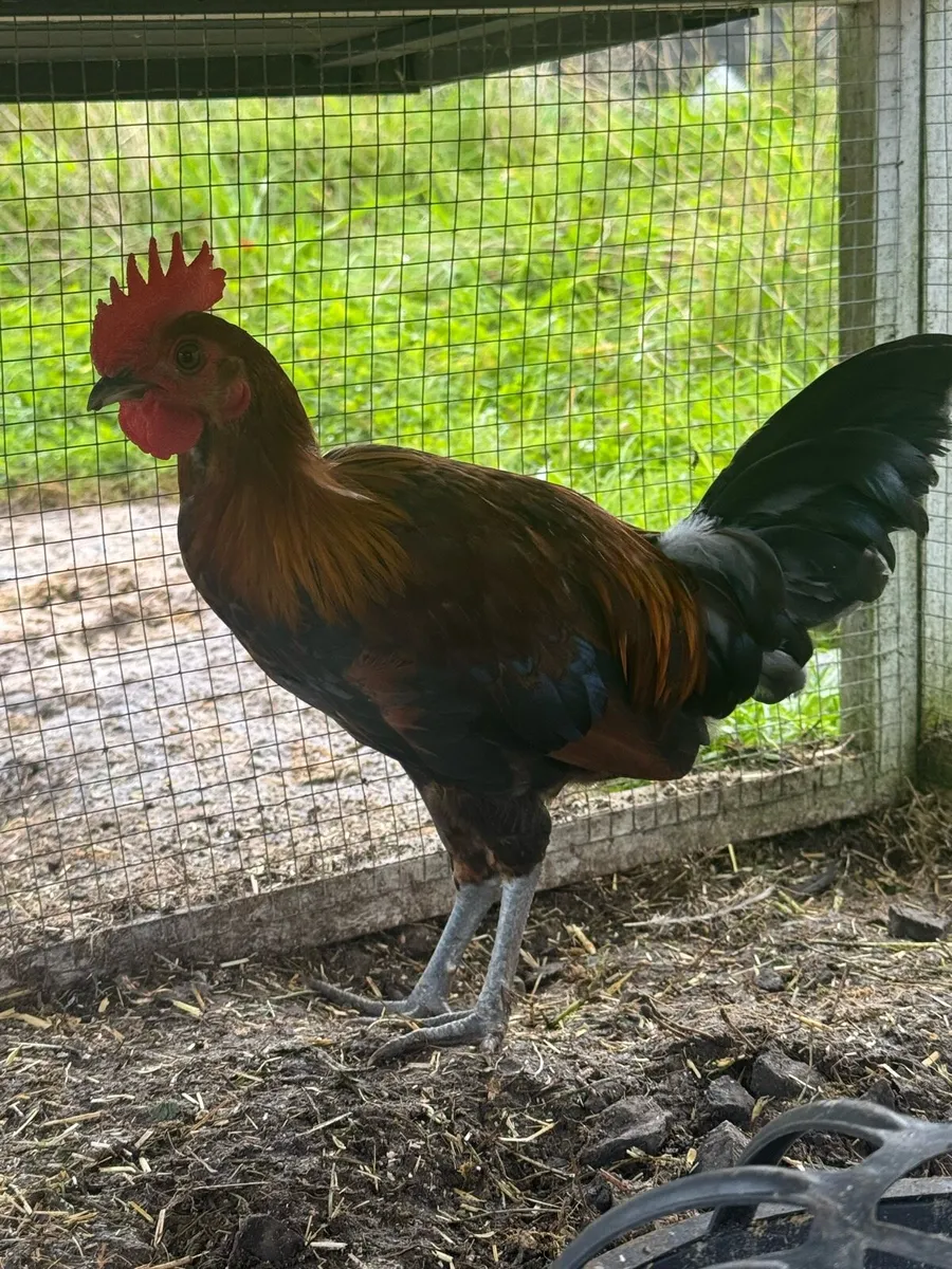 2 bantam roosters - Image 1