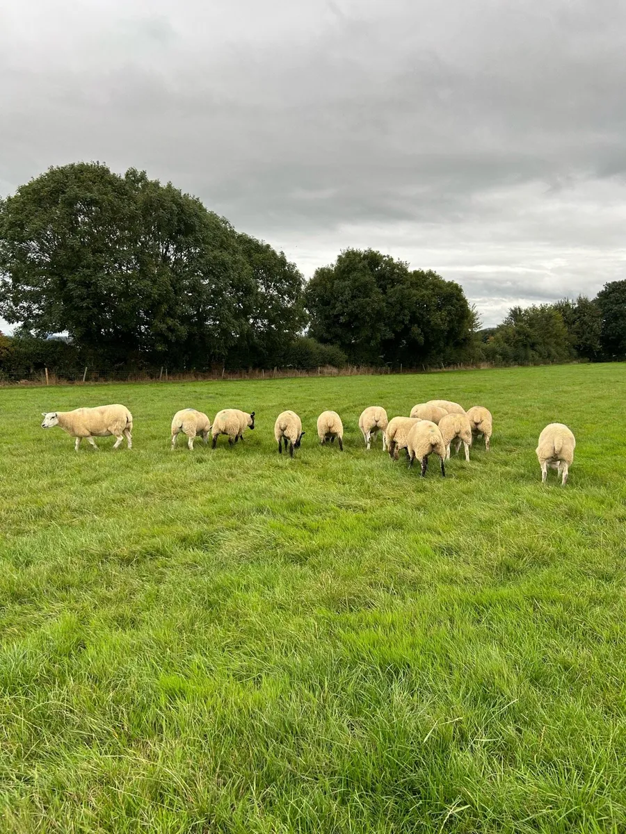 💥💥Top Quality Cross ewes and Stock Ram 💥💥 - Image 2