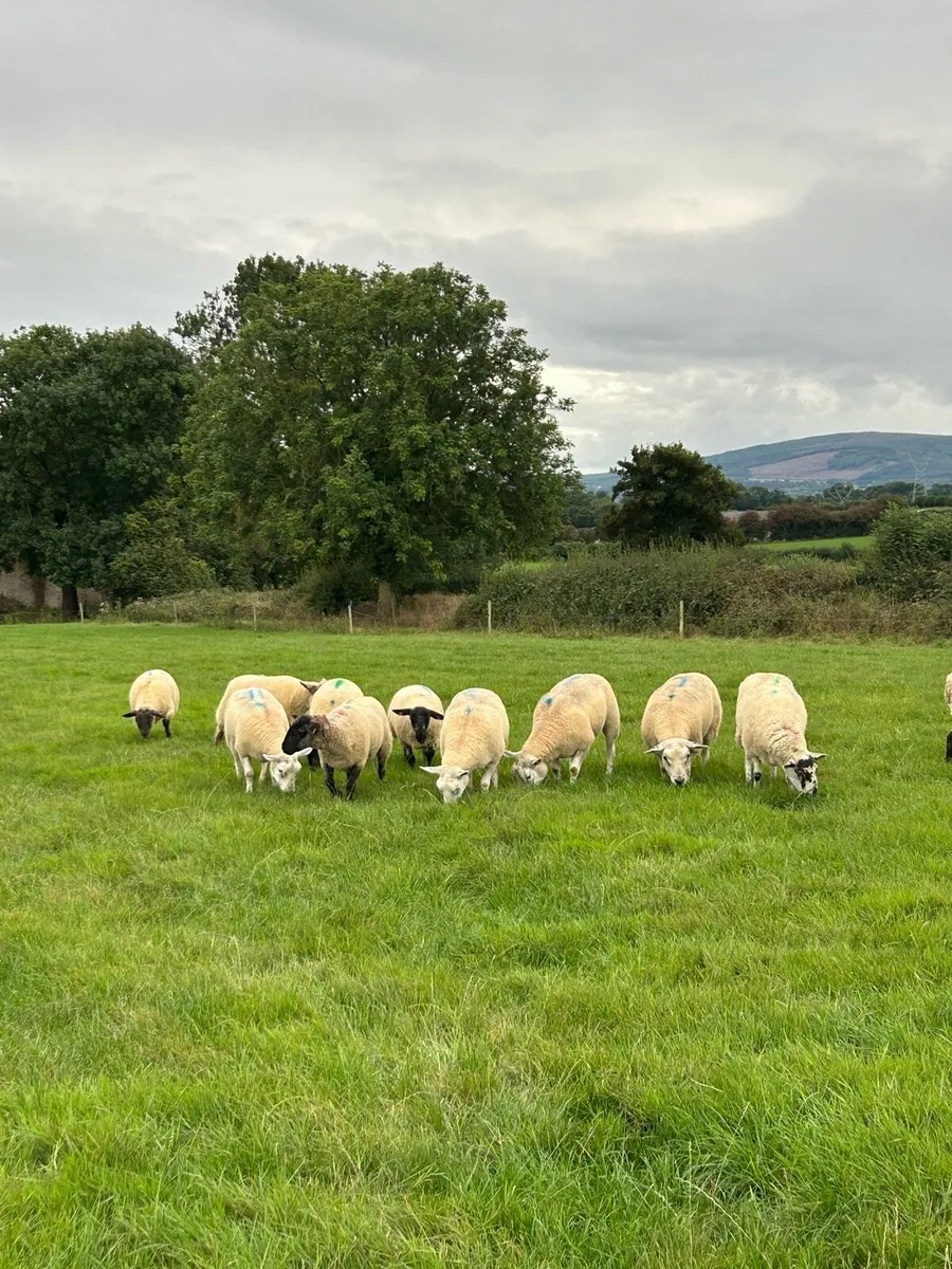 💥💥Top Quality Cross ewes and Stock Ram 💥💥 - Image 1