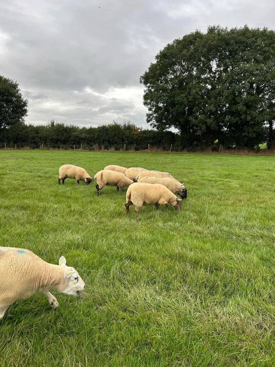💥💥Top Quality Cross ewes and Stock Ram 💥💥 - Image 3