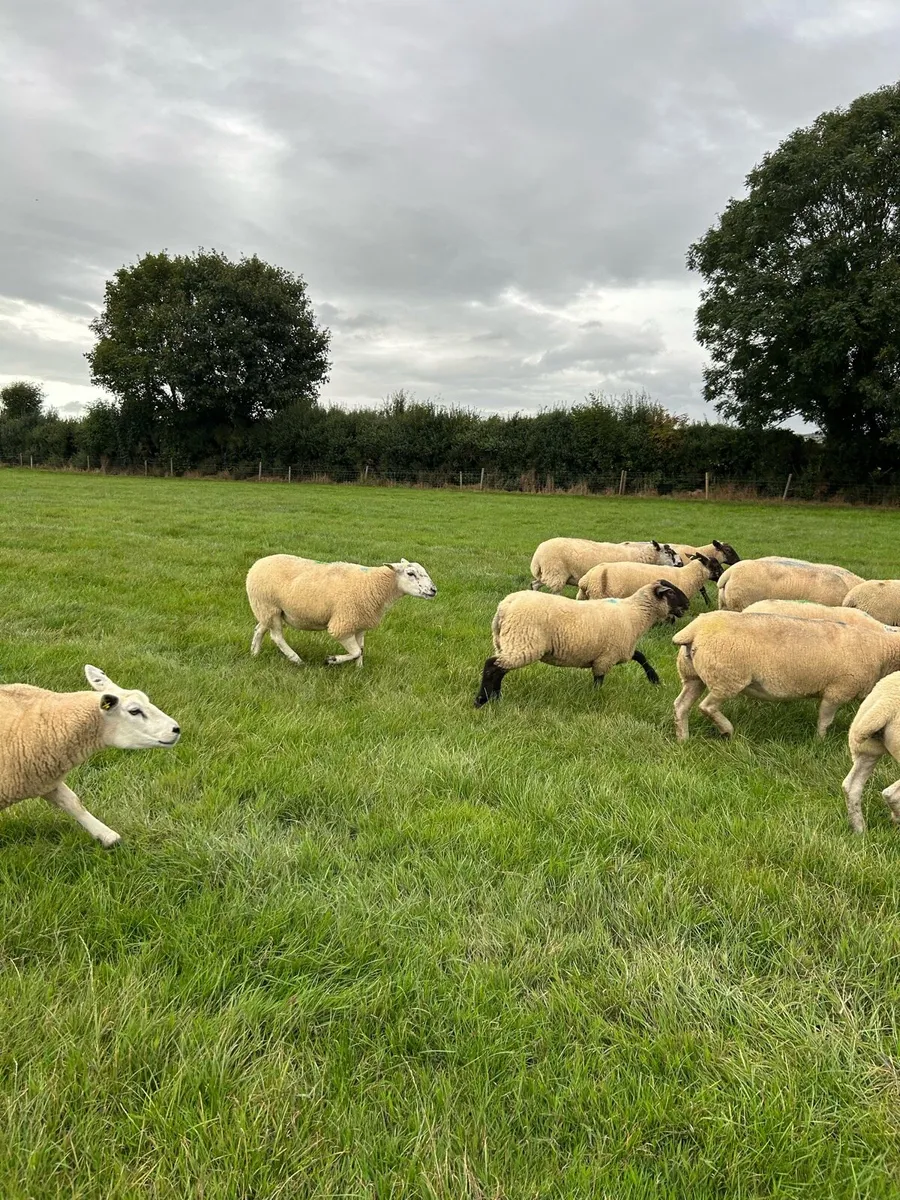 💥💥Top Quality Cross ewes and Stock Ram 💥💥 - Image 4