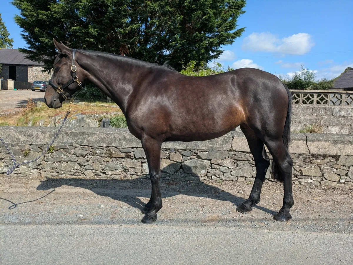 4 year old Irish sport horse mare - Image 1
