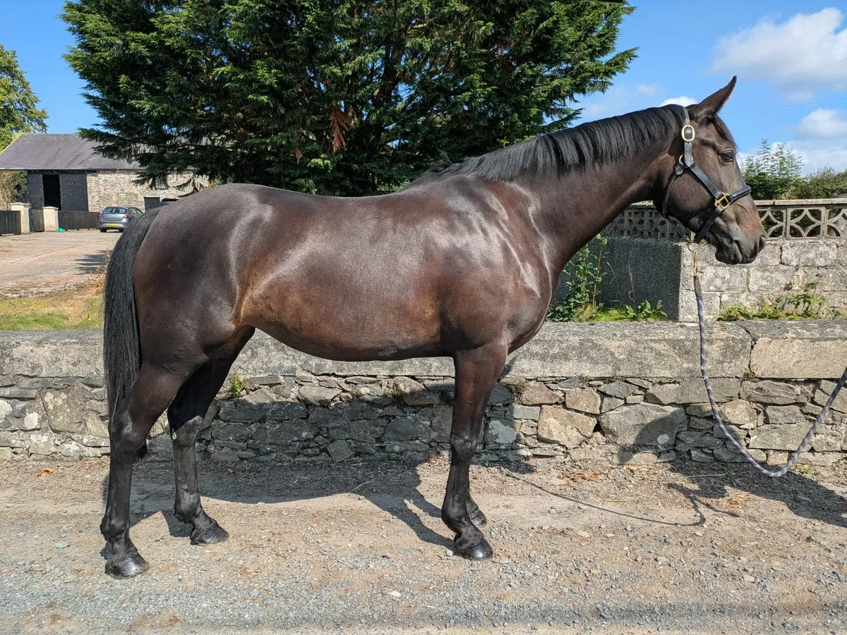 4 year old Irish sport horse mare - Image 2