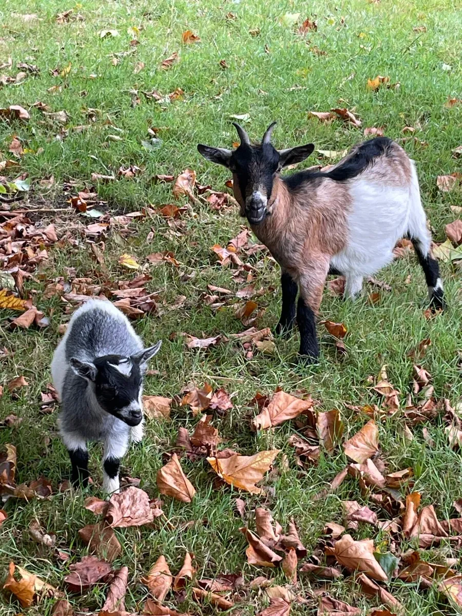 Goats - Image 2