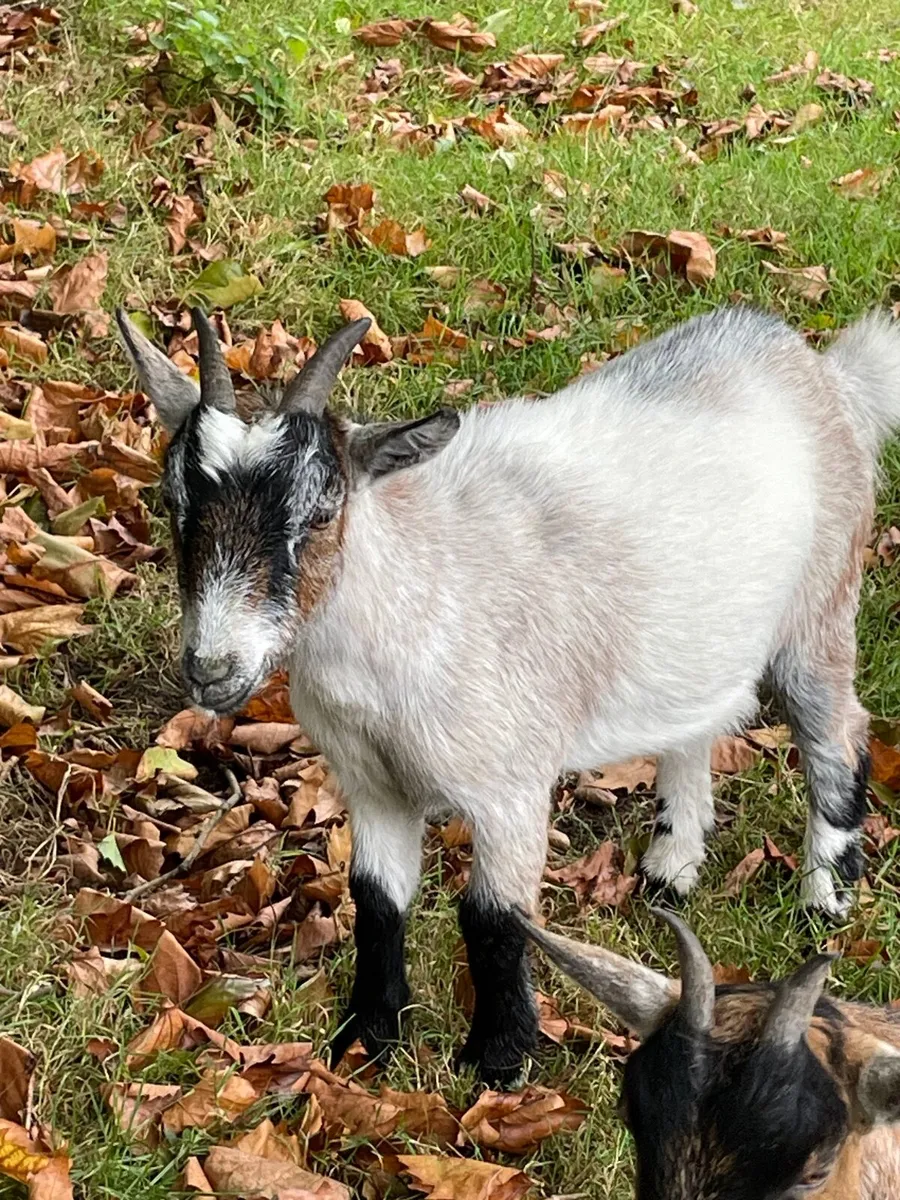 Goats - Image 3