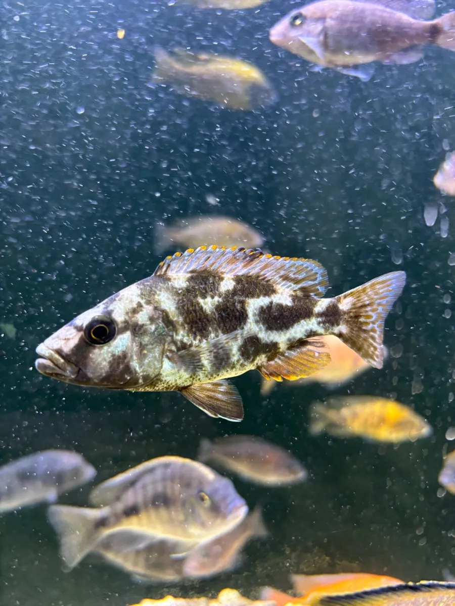 Cichlids - Image 3