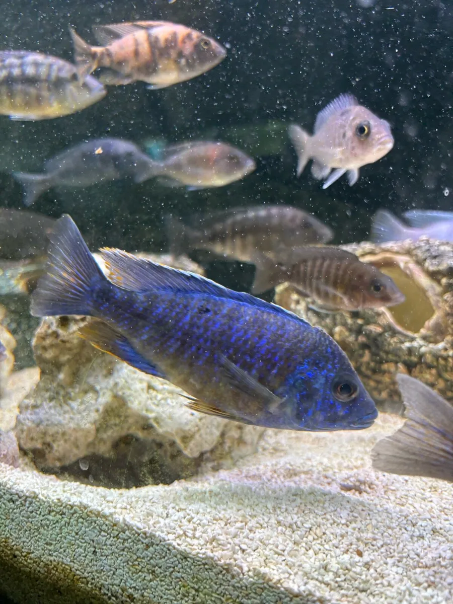 Cichlids - Image 4