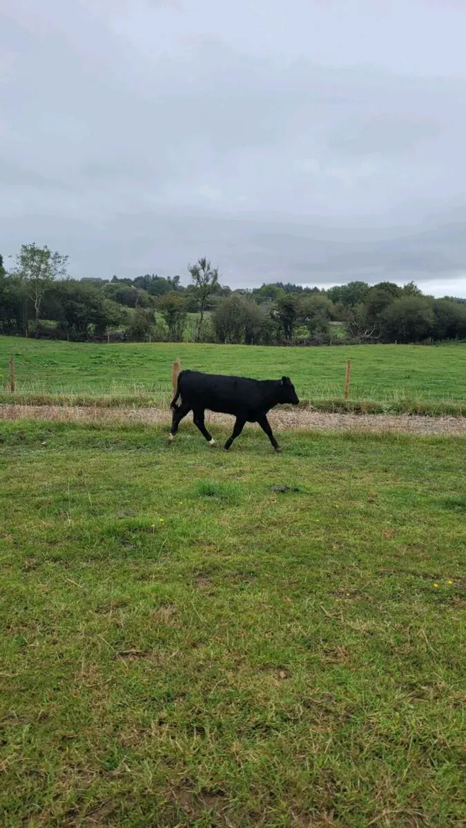 Suckler bred lim heifer - Image 1