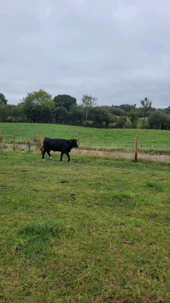 Suckler bred lim heifer - Image 2