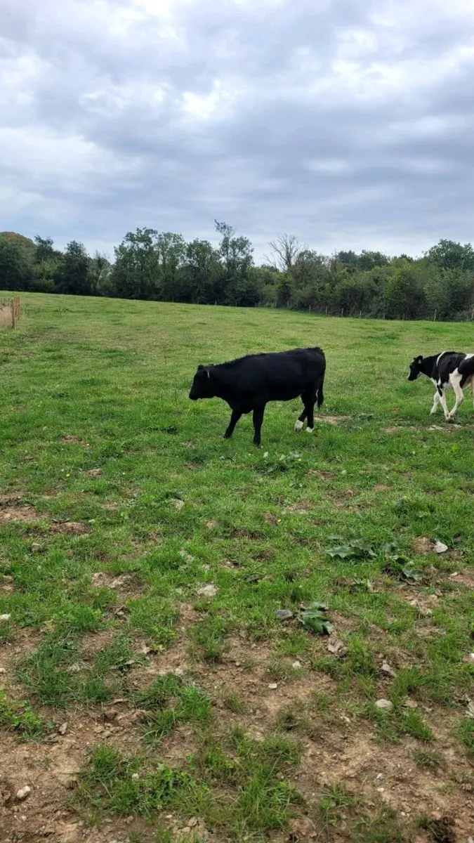 Suckler bred lim heifer - Image 3