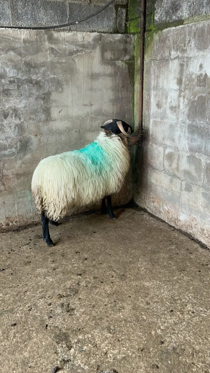 🔰Blackfaced ram lamb 🔰 - Image 1