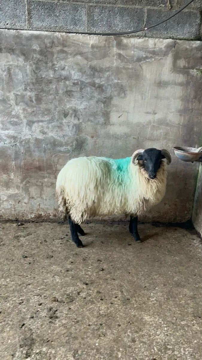🔰Blackfaced ram lamb 🔰 - Image 2