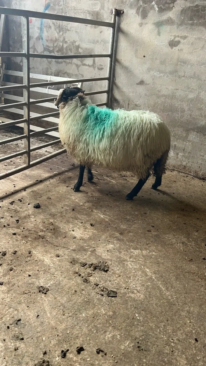 🔰Blackfaced ram lamb 🔰 - Image 3