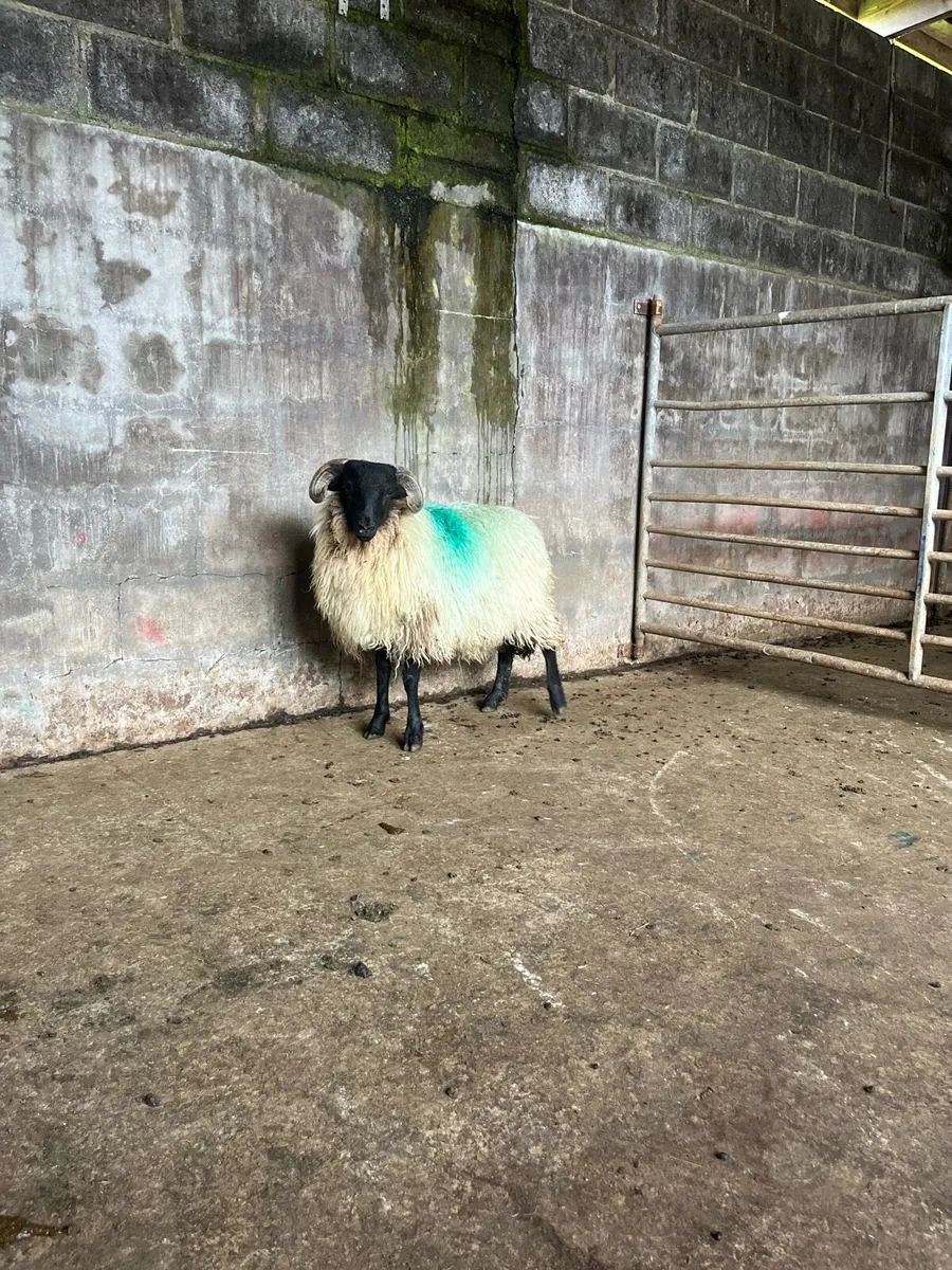 🔰Blackfaced ram lamb 🔰 - Image 4