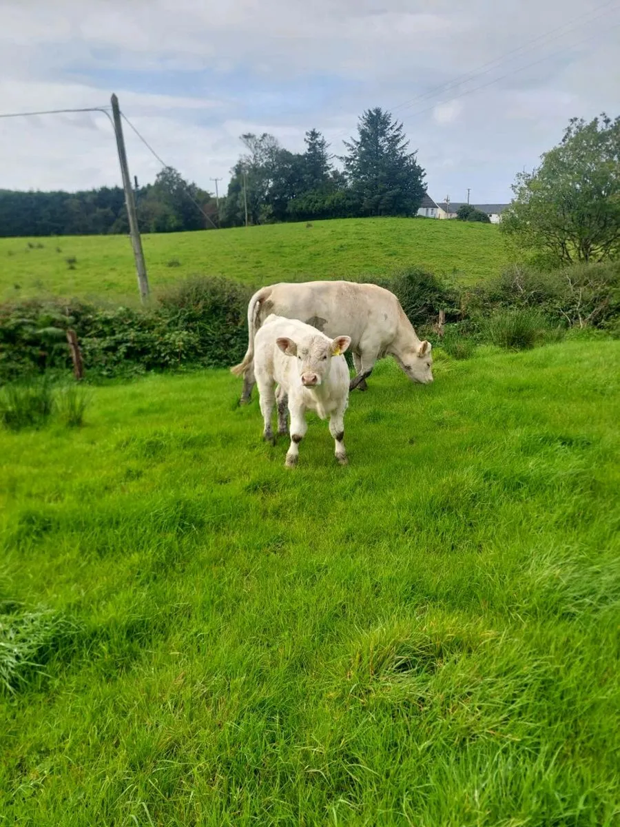 Purebred charolais bull calf - Image 1
