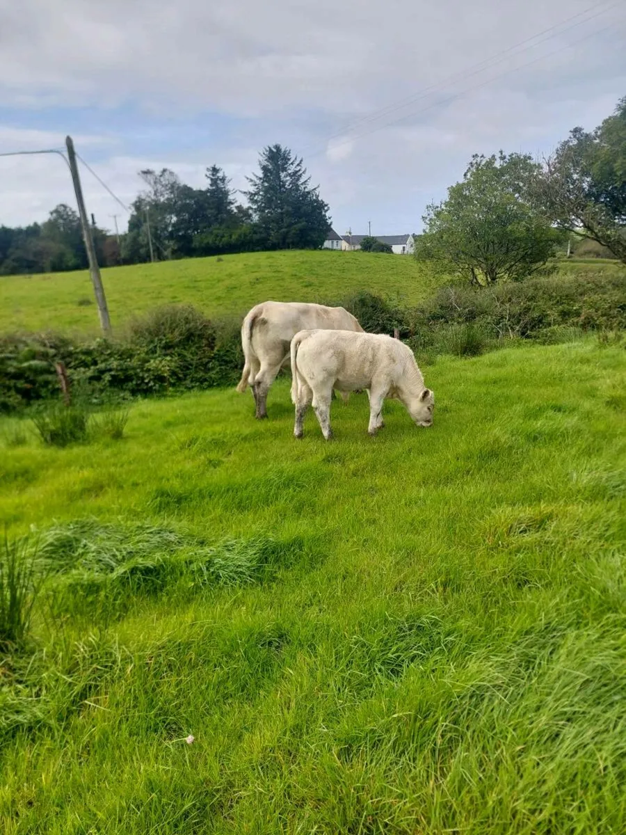 Purebred charolais bull calf - Image 2