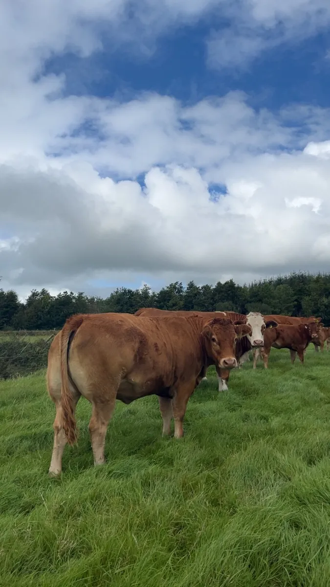 Pedigree Limousin & Simmental breeding heifers - Image 3