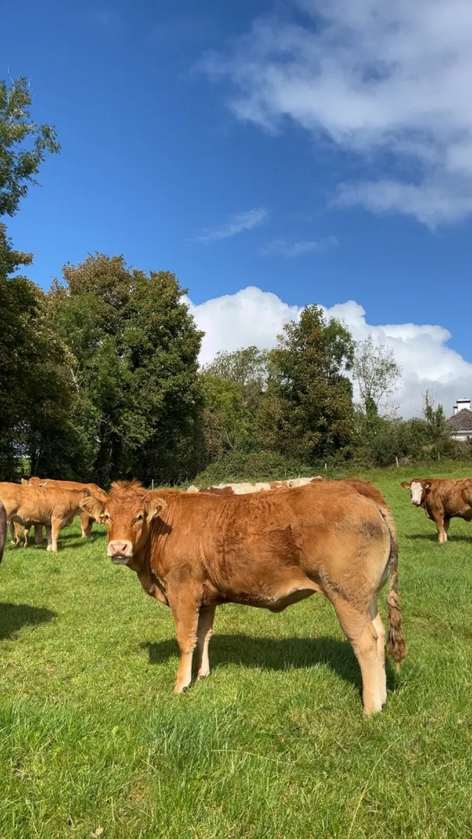 Pedigree Limousin & Simmental breeding heifers - Image 4
