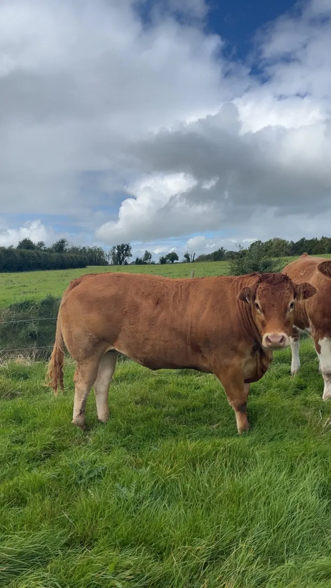 Pedigree Limousin & Simmental breeding heifers - Image 1