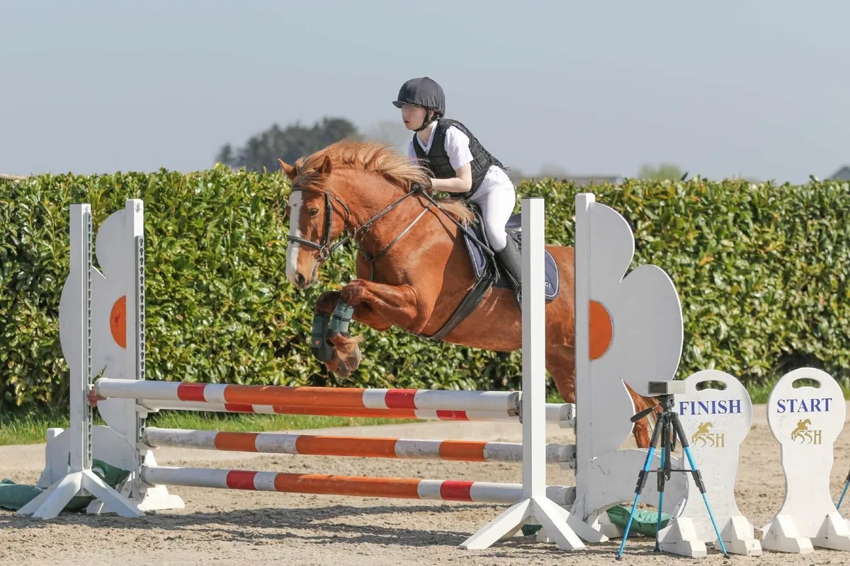 Pony for Sale - Image 1