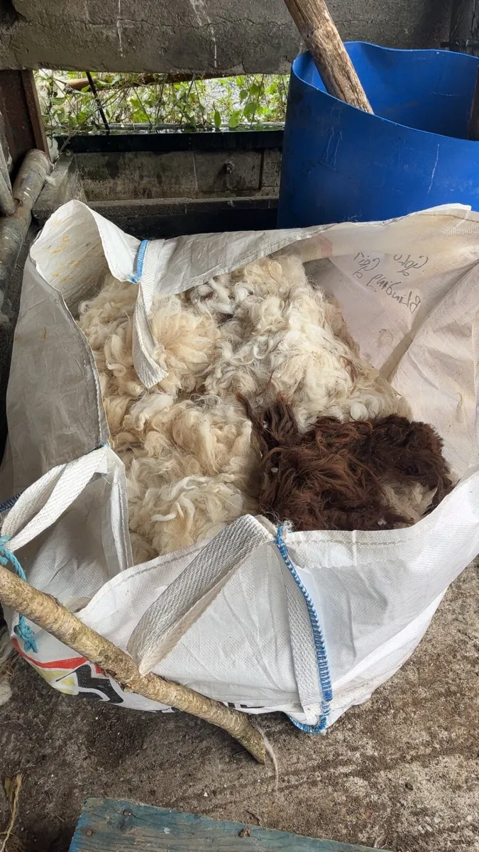 Alpaca wool!! Sheep wool - Image 1
