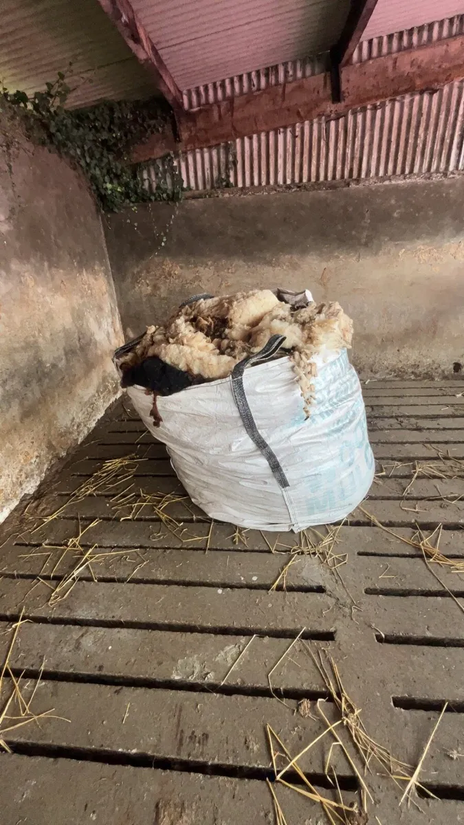 Alpaca wool!! Sheep wool - Image 3