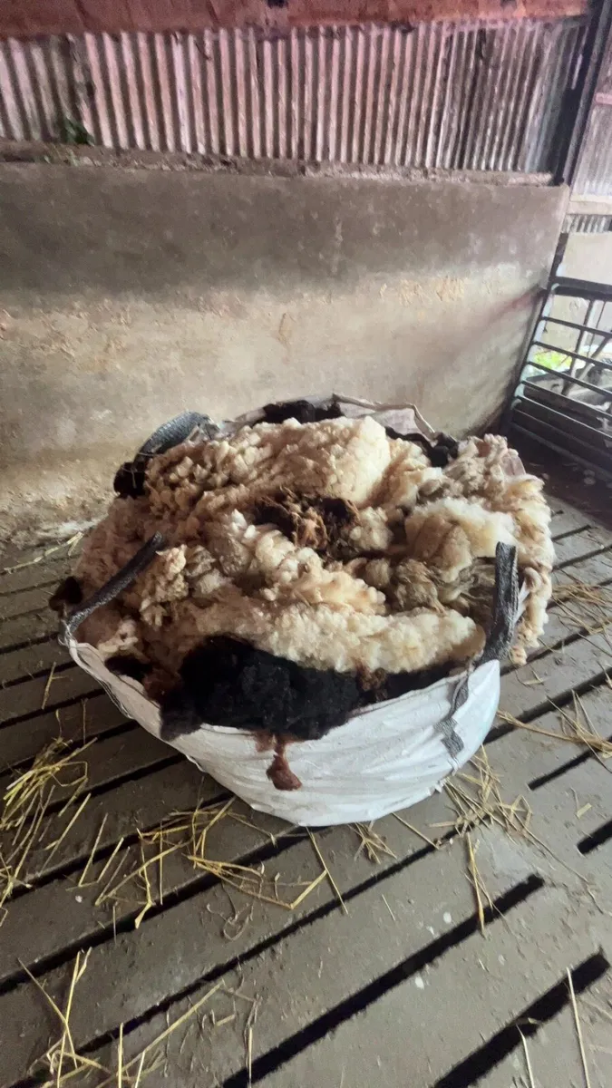 Alpaca wool!! Sheep wool - Image 4