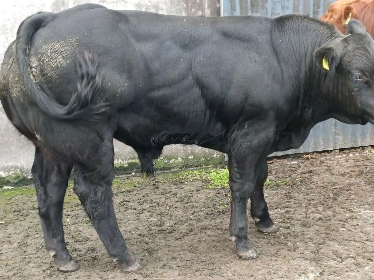 E GRADE BULLS BALLA MART TUESDAY 9TH - Image 1