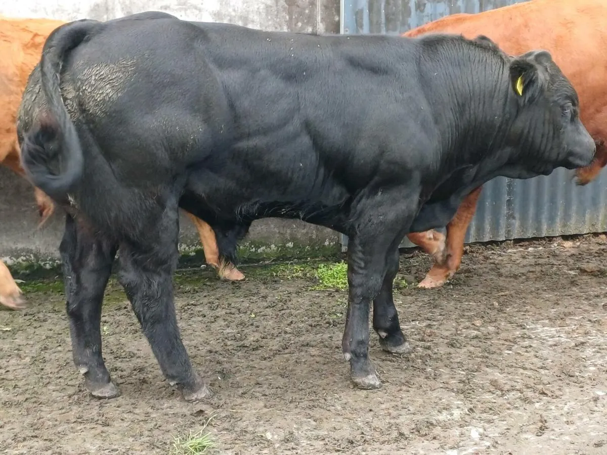 E GRADE BULLS BALLA MART TUESDAY 9TH - Image 3