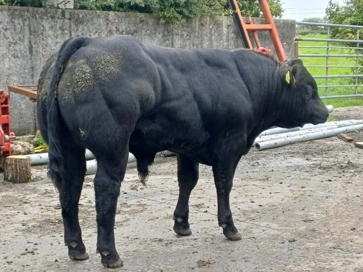 E GRADE BULLS BALLA MART TUESDAY 9TH - Image 4