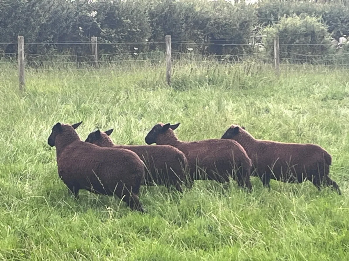 Organic sheep - Image 1