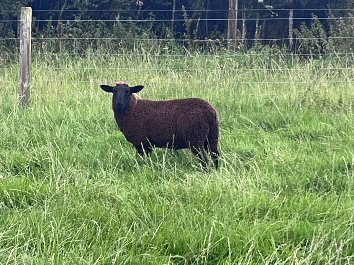 Organic sheep - Image 2