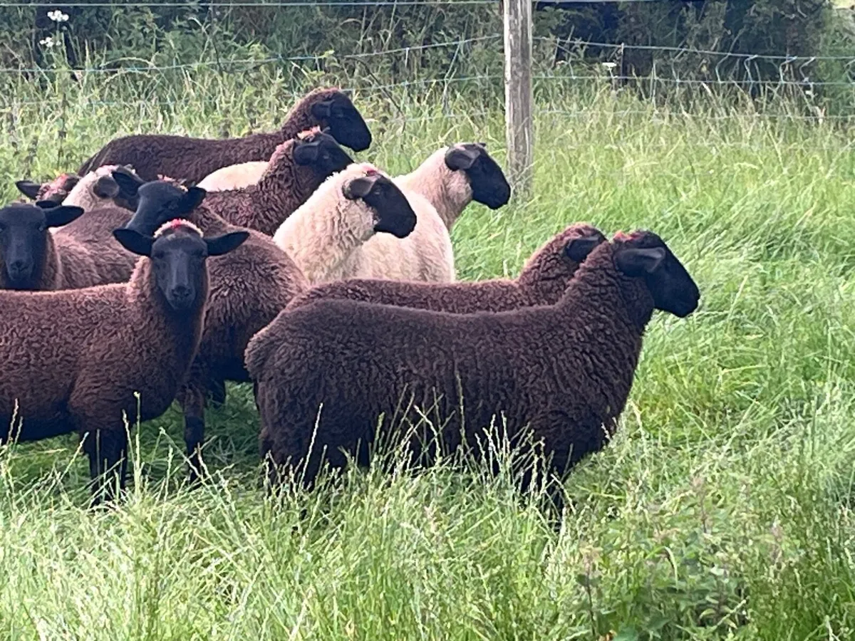 Organic sheep - Image 3