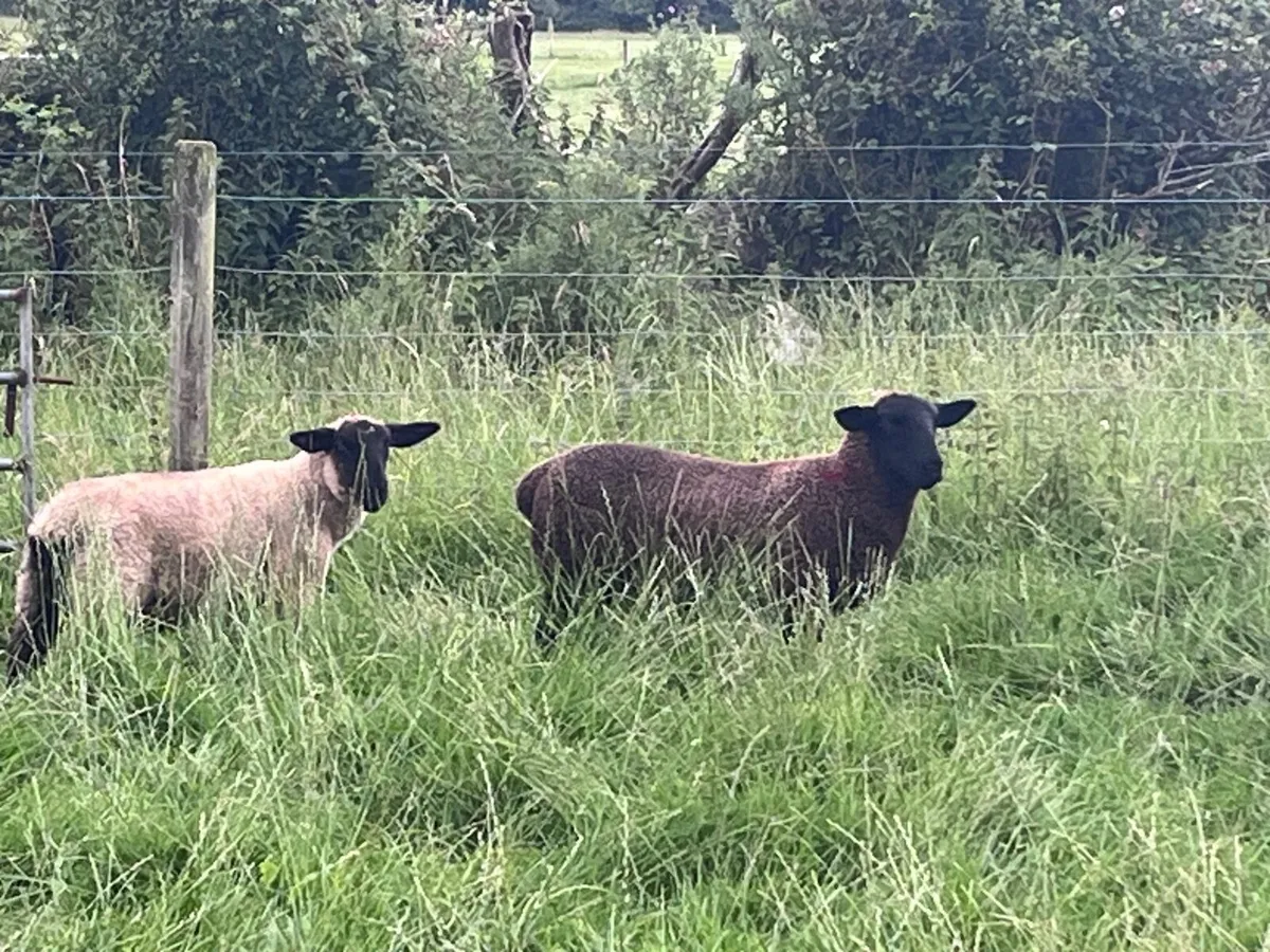 Organic sheep - Image 4