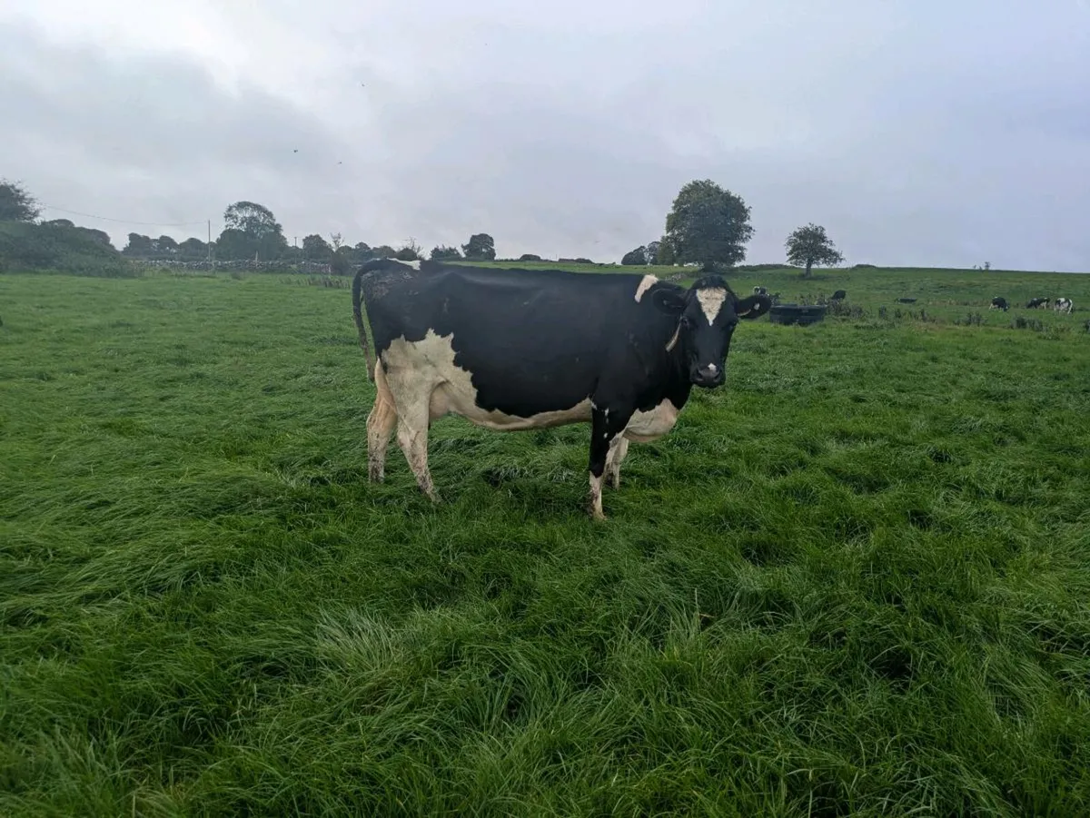 Cow - Image 1