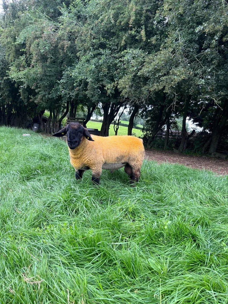 Suffolk ram lambs - Image 2