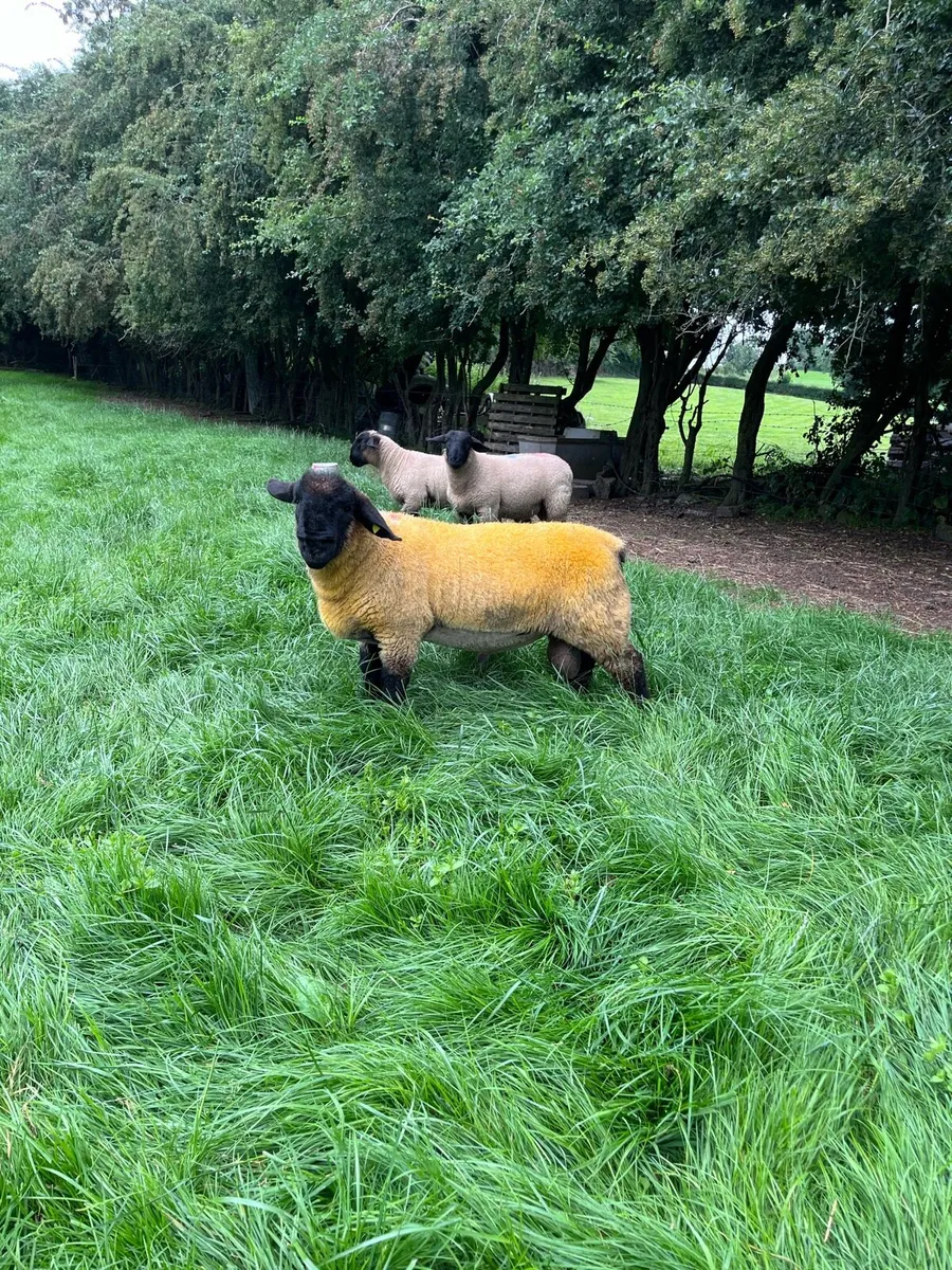 Suffolk ram lambs - Image 1