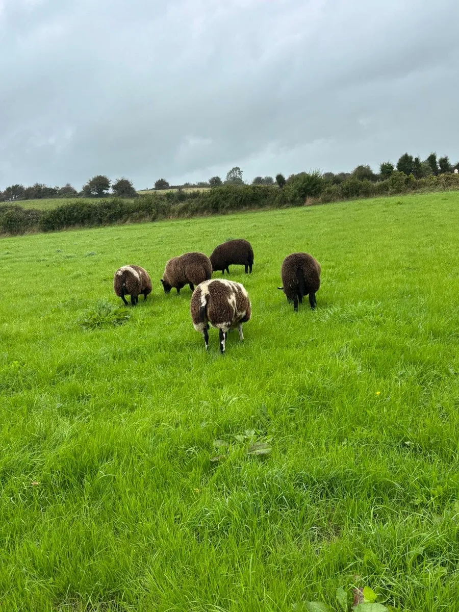 Ewe lambs - Image 1