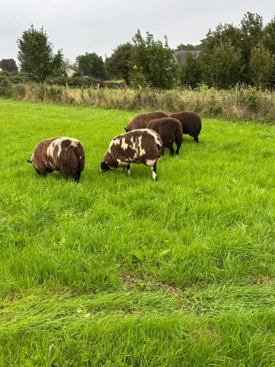 Ewe lambs - Image 2