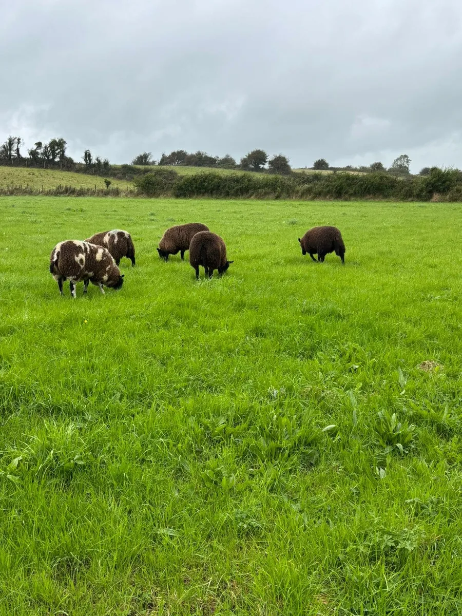 Ewe lambs - Image 3