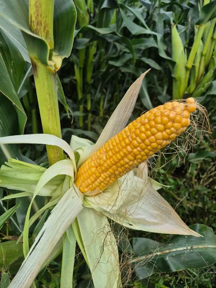 Maize for sale - Image 1