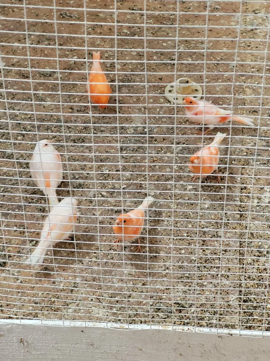 Canaries and greenfinches - Image 1