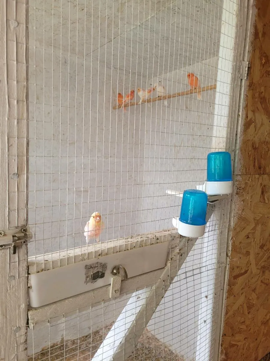 Canaries and greenfinches - Image 2