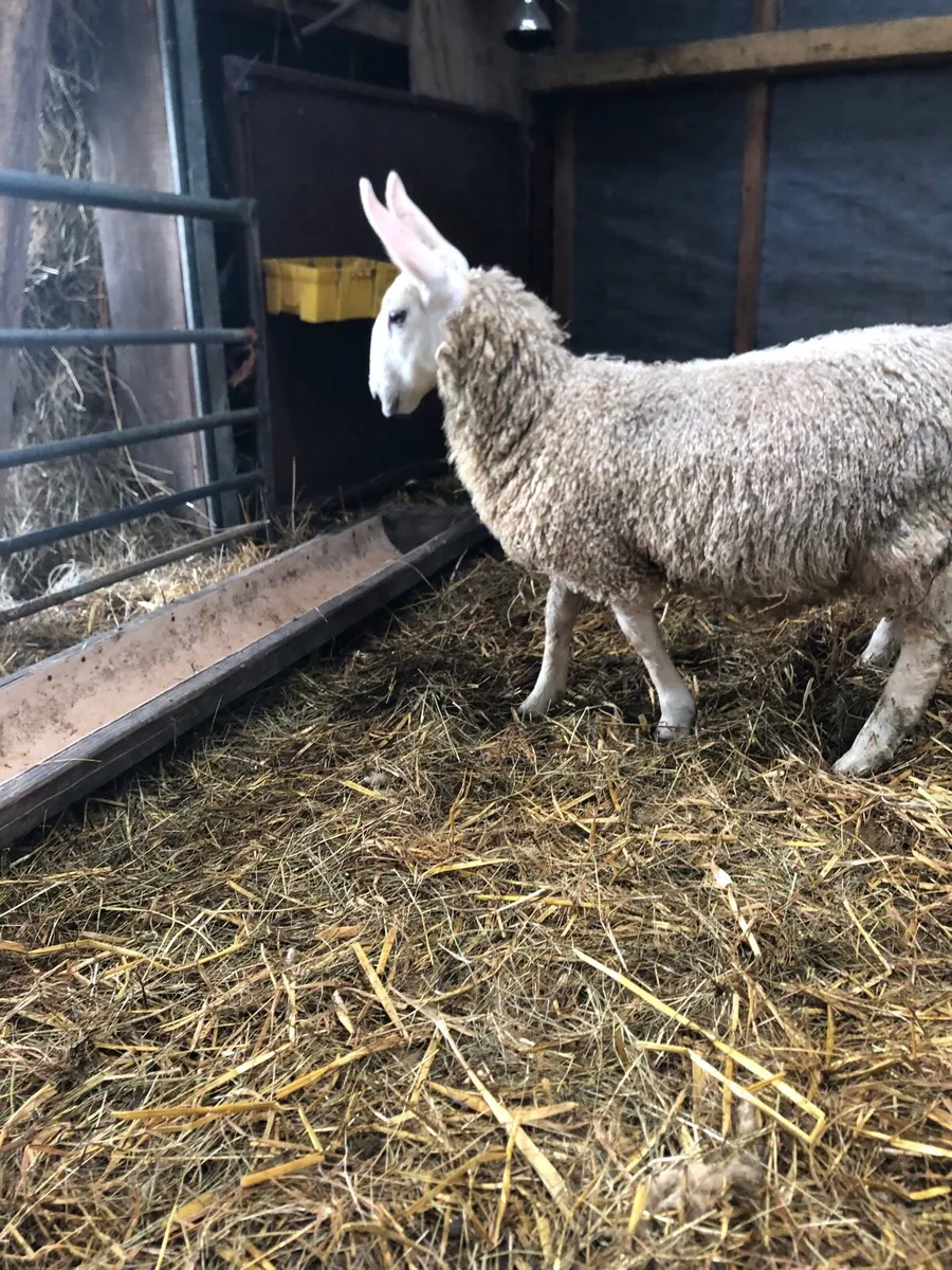 Border Leicester ewe lamb - Image 2