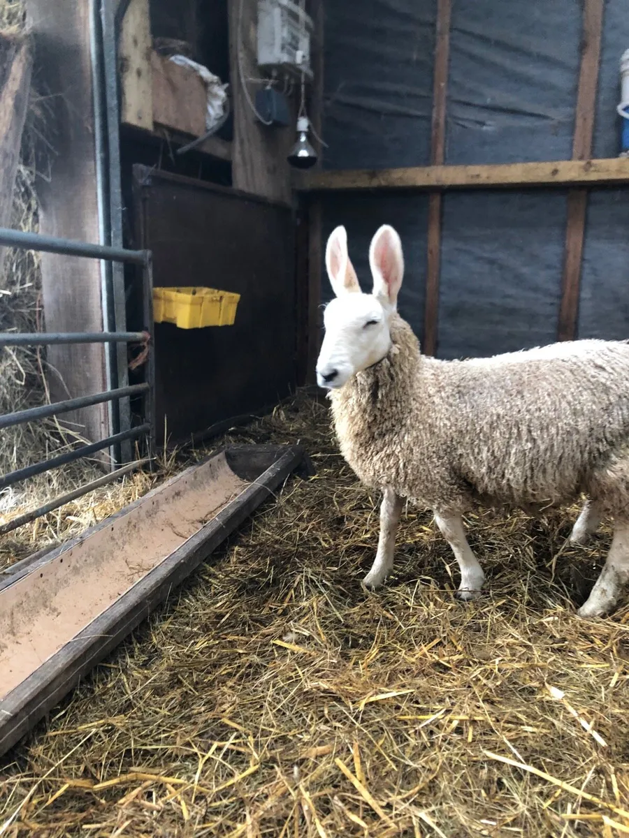 Border Leicester ewe lamb - Image 3