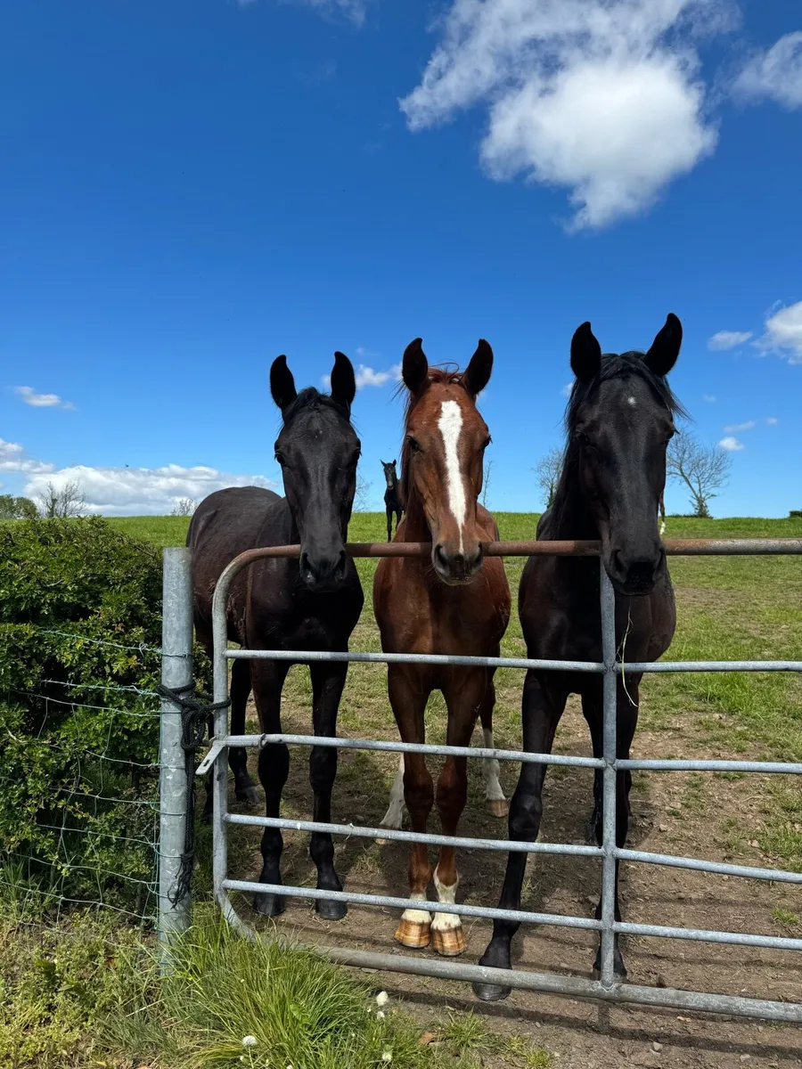 Showjumping stock - Image 1