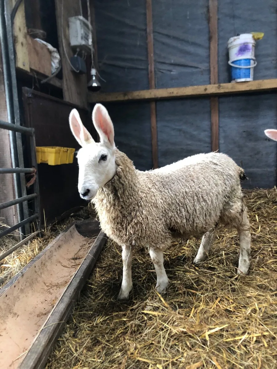 Border Leicester ewe lamb - Image 4