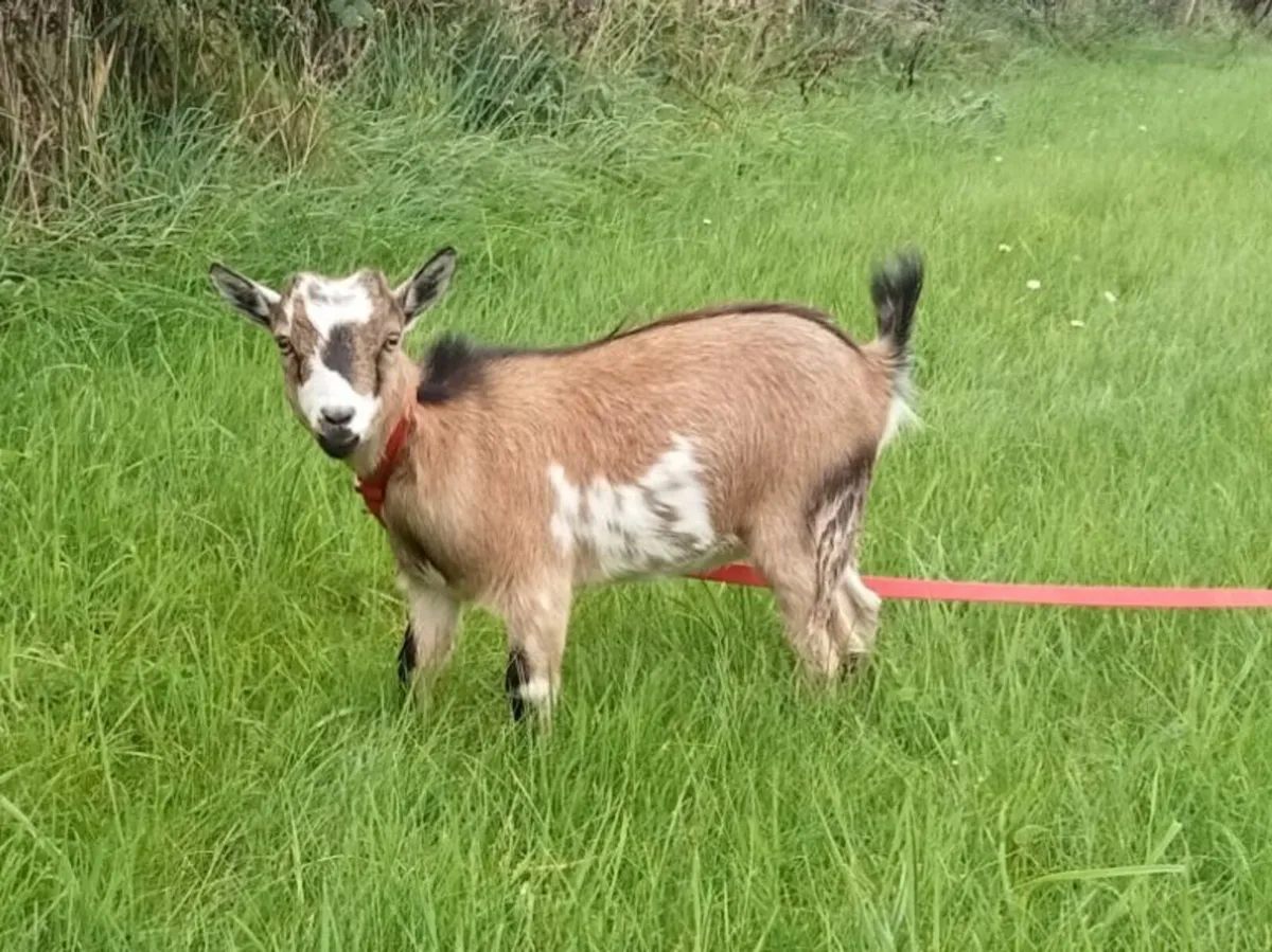 Goats - Image 1