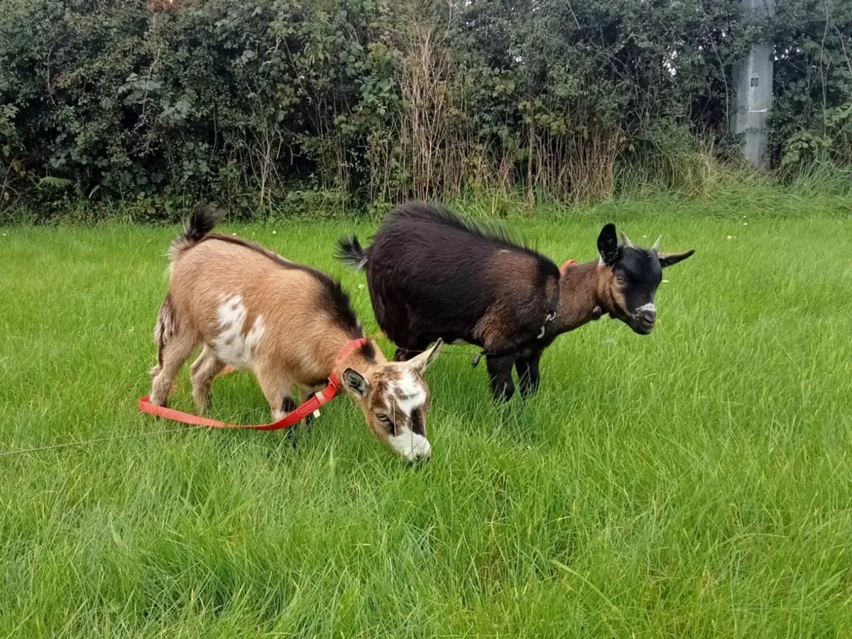 Goats - Image 2
